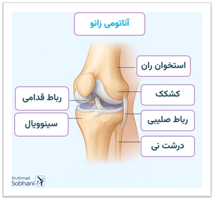 بررسی آناتومی زانو