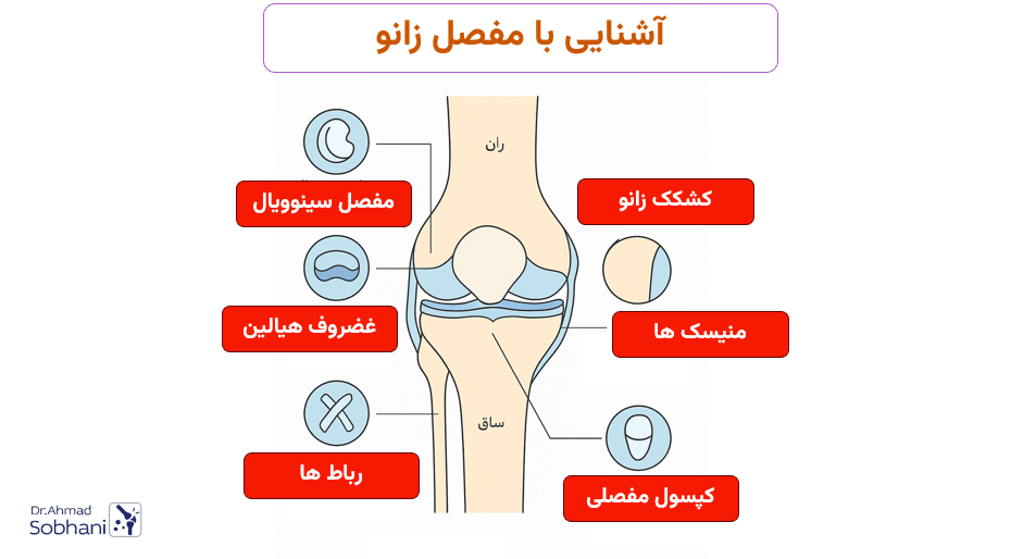 شناخت مفصل زانو