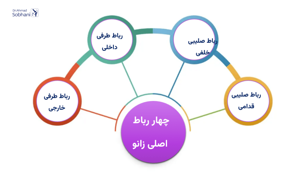 معرفی چهار رباط اصلی زانو